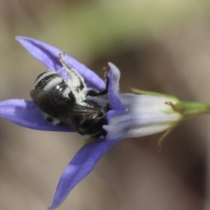 Lasioglossum (Chilalictus) sp. (genus & subgenus) at Lyons, ACT - 9 Dec 2023 01:16 AM