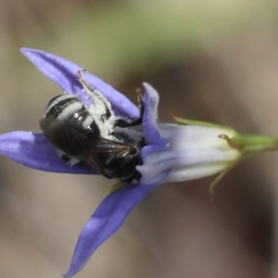 Lasioglossum (Chilalictus) sp. (genus & subgenus) (Halictid bee) at Lyons, ACT - 9 Dec 2023 by ran452