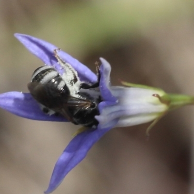 Lasioglossum (Chilalictus) sp. (genus & subgenus) (Halictid bee) at Lyons, ACT - 8 Dec 2023 by ran452