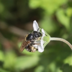 Lasioglossum (Chilalictus) sp. (genus & subgenus) (Halictid bee) at Lyons, ACT - 8 Dec 2023 by ran452