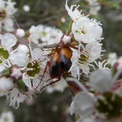 Phyllotocus macleayi (Nectar scarab) at Googong, NSW - 9 Dec 2023 by Wandiyali