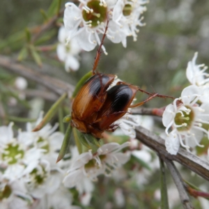 Phyllotocus macleayi at Wandiyali-Environa Conservation Area - 9 Dec 2023