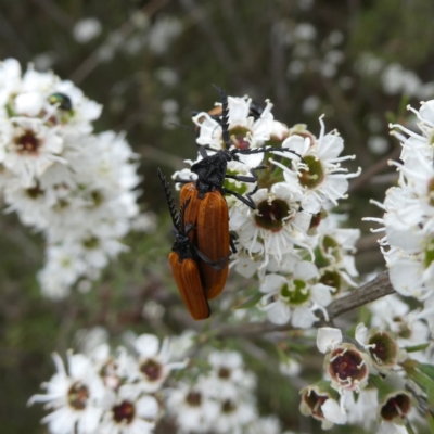 Porrostoma rhipidium (Long-nosed Lycid (Net-winged) beetle) at Googong, NSW - 9 Dec 2023 by Wandiyali