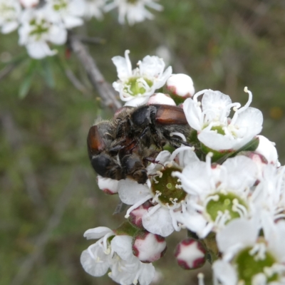 Liparetrus sp. (genus) (Chafer beetle) at Googong, NSW - 9 Dec 2023 by Wandiyali