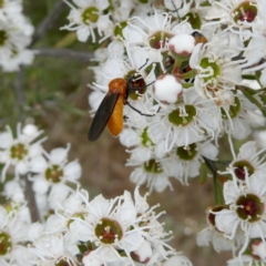 Bibio imitator (Garden maggot) at Googong, NSW - 9 Dec 2023 by Wandiyali