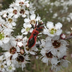Gminatus australis (Orange assassin bug) at Googong, NSW - 9 Dec 2023 by Wandiyali