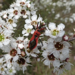 Gminatus australis (Orange assassin bug) at Wandiyali-Environa Conservation Area - 9 Dec 2023 by Wandiyali