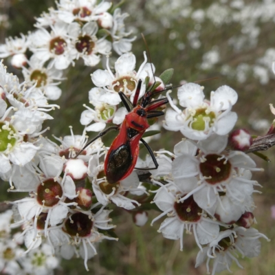 Gminatus australis (Orange assassin bug) at QPRC LGA - 9 Dec 2023 by Wandiyali