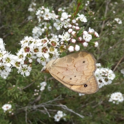 Heteronympha merope (Common Brown Butterfly) at Googong, NSW - 9 Dec 2023 by Wandiyali