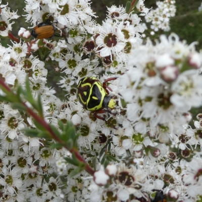 Eupoecila australasiae (Fiddler Beetle) at Googong, NSW - 9 Dec 2023 by Wandiyali