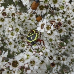 Eupoecila australasiae at Wandiyali-Environa Conservation Area - 9 Dec 2023