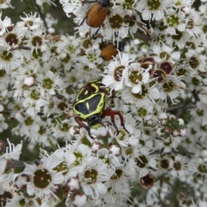 Eupoecila australasiae at Wandiyali-Environa Conservation Area - 9 Dec 2023