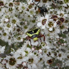 Eupoecila australasiae at Wandiyali-Environa Conservation Area - 9 Dec 2023