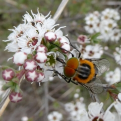 Scaptia (Scaptia) auriflua (A flower-feeding march fly) at Googong, NSW - 9 Dec 2023 by Wandiyali