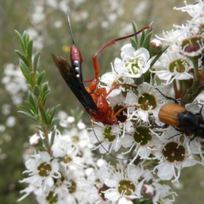 Lissopimpla excelsa (Orchid dupe wasp, Dusky-winged Ichneumonid) at Googong, NSW - 9 Dec 2023 by Wandiyali