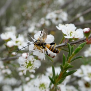 Labium sp. (genus) at QPRC LGA - suppressed