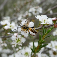 Labium sp. (genus) (An Ichneumon wasp) at QPRC LGA - 9 Dec 2023 by Wandiyali