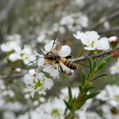 Labium sp. (genus) (An Ichneumon wasp) at Googong, NSW - 9 Dec 2023 by Wandiyali