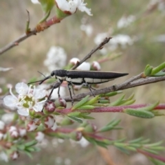 Rhinotia suturalis (Belid weevil) at Googong, NSW - 9 Dec 2023 by Wandiyali