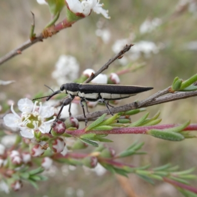Rhinotia suturalis (Belid weevil) at Googong, NSW - 9 Dec 2023 by Wandiyali