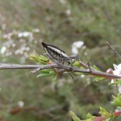 Rhinotia suturalis at Wandiyali-Environa Conservation Area - suppressed