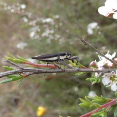 Rhinotia suturalis at Wandiyali-Environa Conservation Area - suppressed