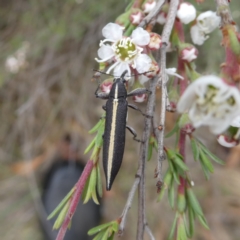 Rhinotia suturalis at Wandiyali-Environa Conservation Area - 9 Dec 2023