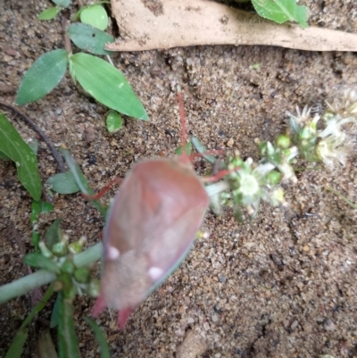 Unidentified Shield, Stink or Jewel Bug (Pentatomoidea) at Beaumont, NSW - 9 Dec 2023 by Baronia