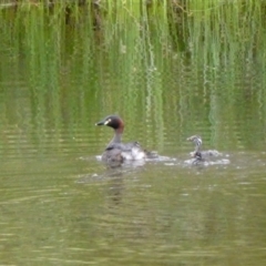 Tachybaptus novaehollandiae (Australasian Grebe) at Wandiyali-Environa Conservation Area - 8 Dec 2023 by Wandiyali