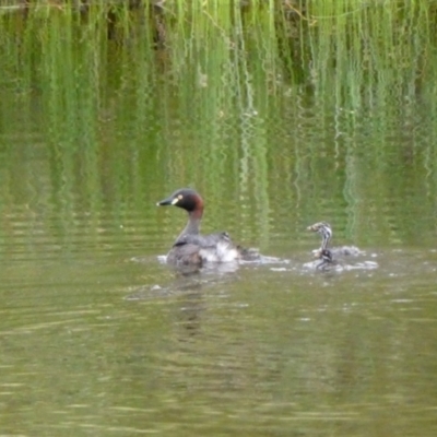 Tachybaptus novaehollandiae (Australasian Grebe) at Wandiyali-Environa Conservation Area - 9 Dec 2023 by Wandiyali