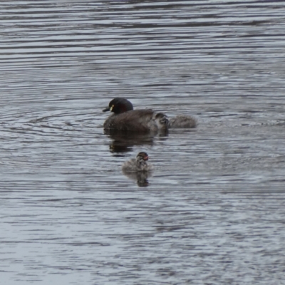 Tachybaptus novaehollandiae (Australasian Grebe) at Googong, NSW - 9 Dec 2023 by Wandiyali