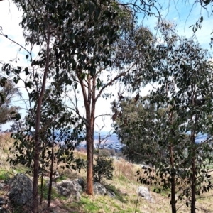 Eucalyptus macrorhyncha at Mount Painter - 9 Dec 2023 01:12 PM