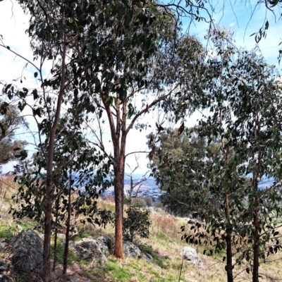 Eucalyptus macrorhyncha (Red Stringybark) at Mount Painter - 9 Dec 2023 by SarahHnatiuk