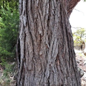 Eucalyptus macrorhyncha at Mount Painter - 9 Dec 2023