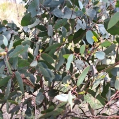 Eucalyptus macrorhyncha at Mount Painter - 9 Dec 2023