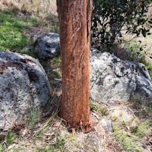 Eucalyptus macrorhyncha at Mount Painter - 9 Dec 2023