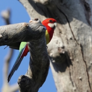 Platycercus eximius at suppressed by AlisonMilton