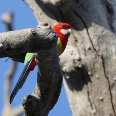 Platycercus eximius (Eastern Rosella) at Higgins, ACT - 6 Dec 2023 by AlisonMilton