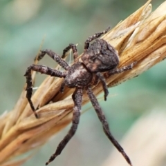 Stephanopis sp. (genus) (Knobbly crab spider) at Mount Painter - 6 Dec 2023 by CathB