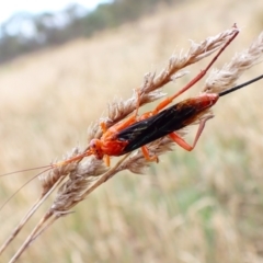 Lissopimpla excelsa (Orchid dupe wasp, Dusky-winged Ichneumonid) at Belconnen, ACT - 6 Dec 2023 by CathB