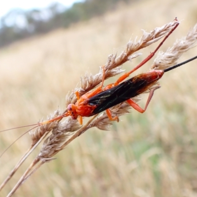 Lissopimpla excelsa (Orchid dupe wasp, Dusky-winged Ichneumonid) at Mount Painter - 7 Dec 2023 by CathB