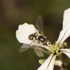 Simosyrphus grandicornis (Common hover fly) at Higgins, ACT - 9 Dec 2023 by AlisonMilton