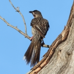 Anthochaera carunculata (Red Wattlebird) at Higgins, ACT - 7 Dec 2023 by AlisonMilton