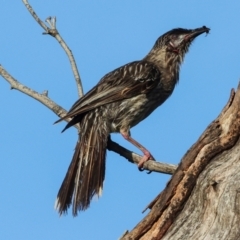 Anthochaera carunculata at Higgins, ACT - 7 Dec 2023