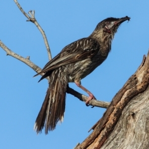 Anthochaera carunculata at Higgins, ACT - 7 Dec 2023