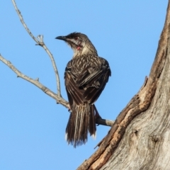 Anthochaera carunculata at Higgins, ACT - 7 Dec 2023