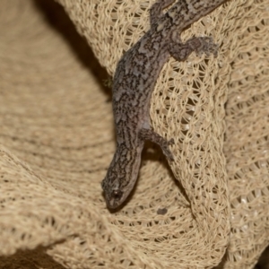 Christinus marmoratus at suppressed by AlisonMilton