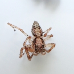 Arasia mollicoma by CathB