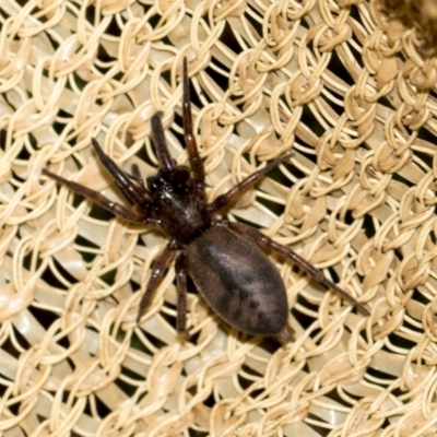 Clubionidae (family) (Sac Spider) at Higgins, ACT - 7 Dec 2023 by AlisonMilton