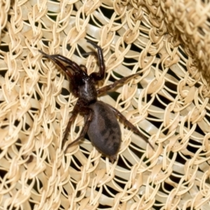 Clubionidae (family) at Higgins, ACT - 7 Dec 2023